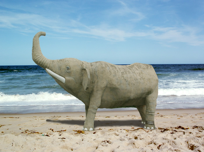 Elephant on Beach